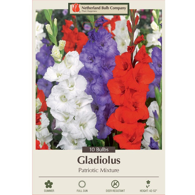 Gladiolus Large Flowering 'Patriotic Mixture' - Pack of 10 Corms