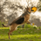 Dogginstix UFO Beef Collagen Dog Chew