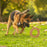 Dogginstix Cosmic Donut Lamb Collagen Dog Chew