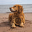 Dogginstix Braided Lamb Collagen Ring Dog Chew