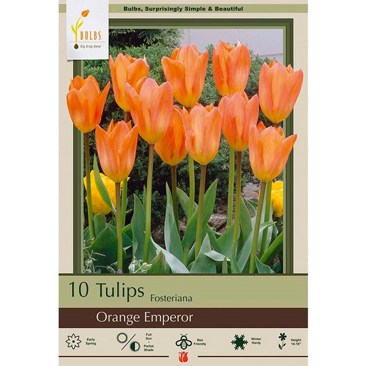 Tulip Bulbs-Orange Emperor, Pack of 10
