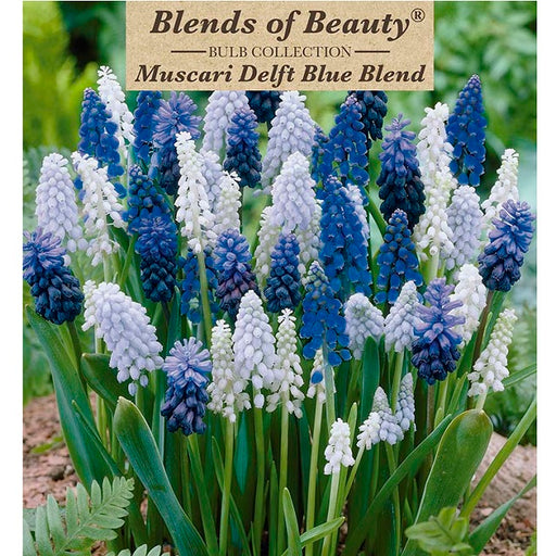 Grape Hyacinth - Delft Blue Blend, Pack of 40