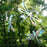 Window Gems Dragonflies 9 Piece Prismatic Window Decals