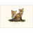 8-Piece Notecard Set: Red Fox Kits