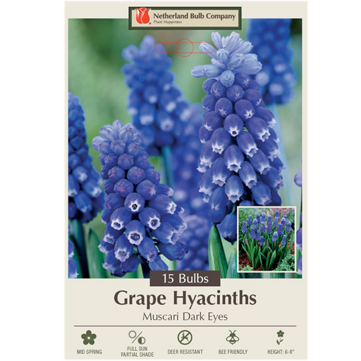 Grape Hyacinth Muscari aucheri 'Dark Eyes' Pack of 15