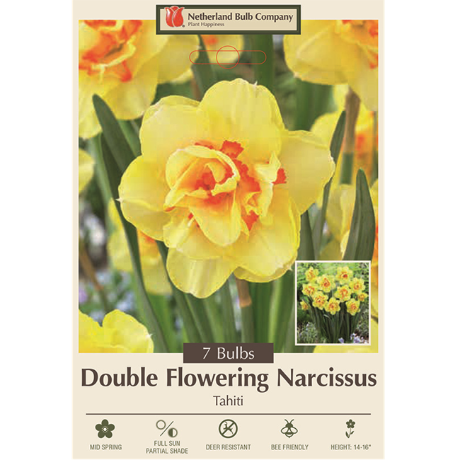 Narcissus Bulbs Double Flowering 'Tahiti' - Pack of 7
