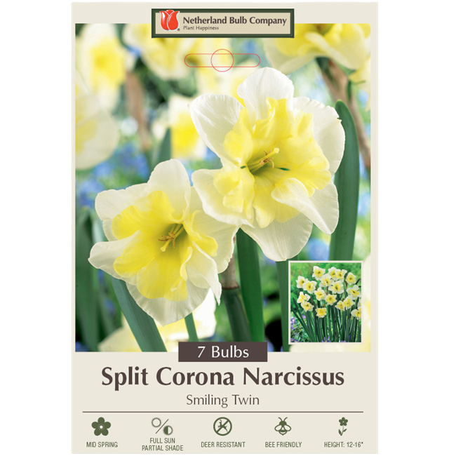 Narcissus Bulbs - Narcissus Split Corona 'Smiling Twin', 7 Pack