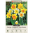 Narcissus Bulbs - Large Cupped Naturalizing Mixture
