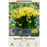 Narcissus Bulbs - Tete a Tete, Pack of 7