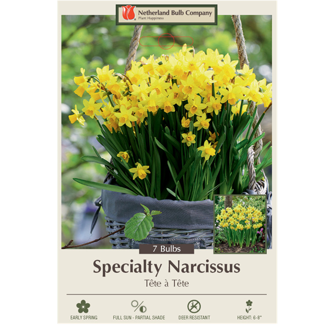 Narcissus Bulbs - Tete a Tete, Pack of 7