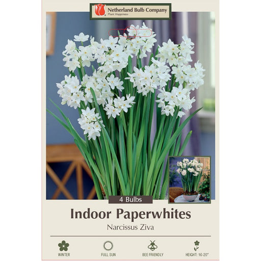 Indoor Paperwhite Bulbs, "Ziva" - Pack of 4