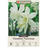 Narcissus Bulbs - Narcissus triandrus 'Thalia', 7 Bulbs