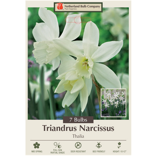 Narcissus Bulbs - Narcissus triandrus 'Thalia', 7 Bulbs