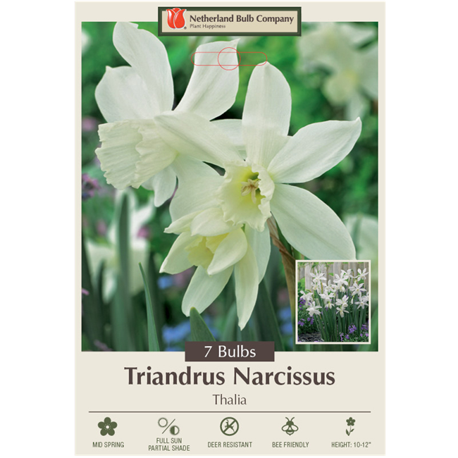 Narcissus Bulbs - Narcissus triandrus 'Thalia', 7 Bulbs