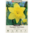 Narcissus Bulbs - Dutch Master Daffodil, Pack of 7