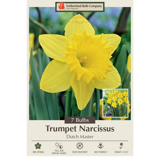 Narcissus Bulbs - Dutch Master Daffodil, Pack of 7