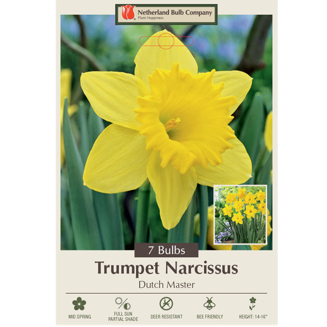 Narcissus Bulbs - Dutch Master Daffodil, Pack of 7
