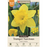 Narcissus Bulbs - Dutch Master Daffodil, Pack of 16