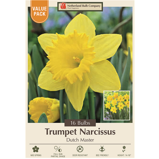 Narcissus Bulbs - Dutch Master Daffodil, Pack of 16
