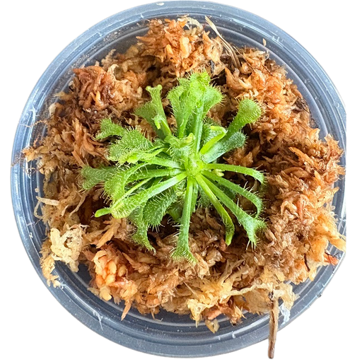 Spoon-Leaved Sundew Live Carnivorous Plant - Tiny