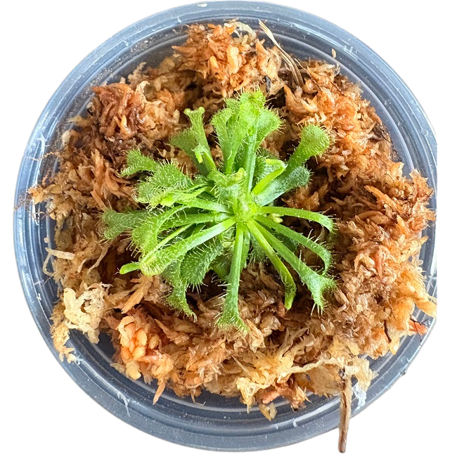 Spoon-Leaved Sundew Live Carnivorous Plant - Tiny