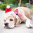 Santa Dog & Cat Hat with SnugFit®