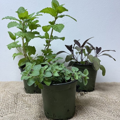 Herb Plant, 4-Inch