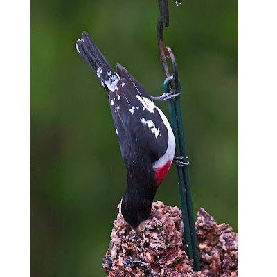 Mr. Bird Wild Bird Feast Seed Log