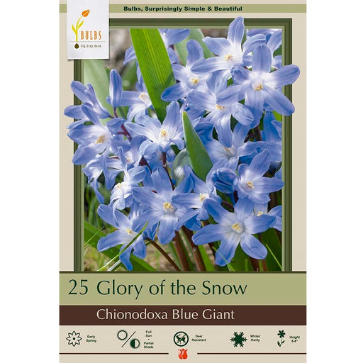 Glory of the Snow (Chinodoxa) Bulbs -  'Blue Giant', Pack of 25