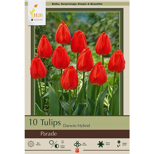 Tulip Bulbs Darwin Hybrid 'Parade', Pack of 10 — Ellington Agway