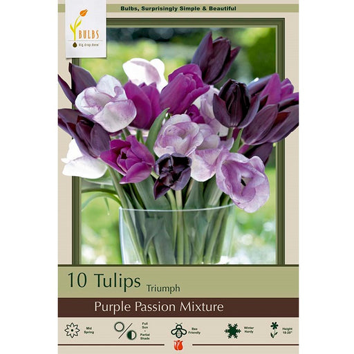 Tulip Bulbs -  Triumph 'Purple Passion Mixture', Pack of 10