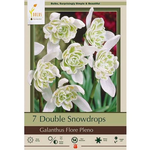 Double Snowdrop Bulbs - 'Flore Pleno', Pack of 7