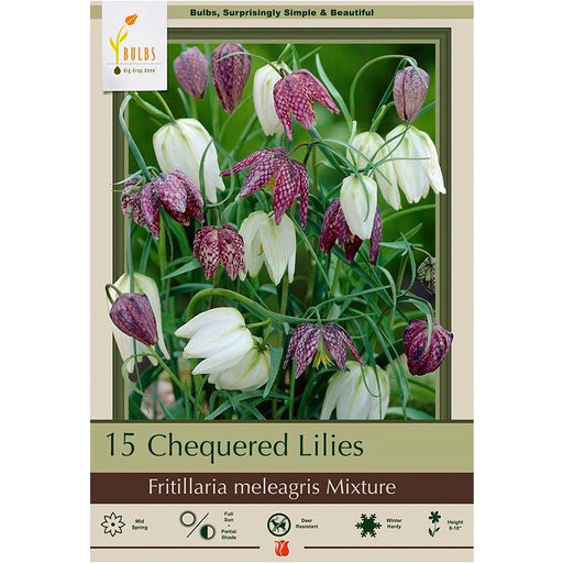 Checkered Lily (Fritillaria) Bulbs -  'Mixture', Pack of 15