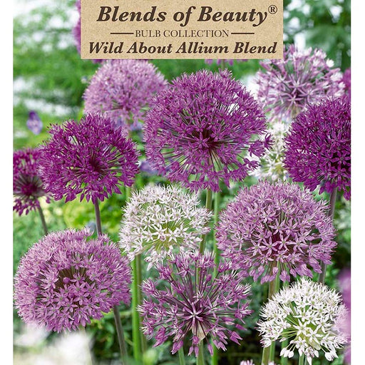 Wild About Allium Blend, 8 Pack