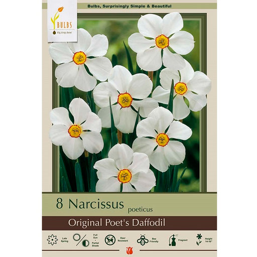 Narcissus Bulbs - Original Poet's Daffodil, Pack of 8
