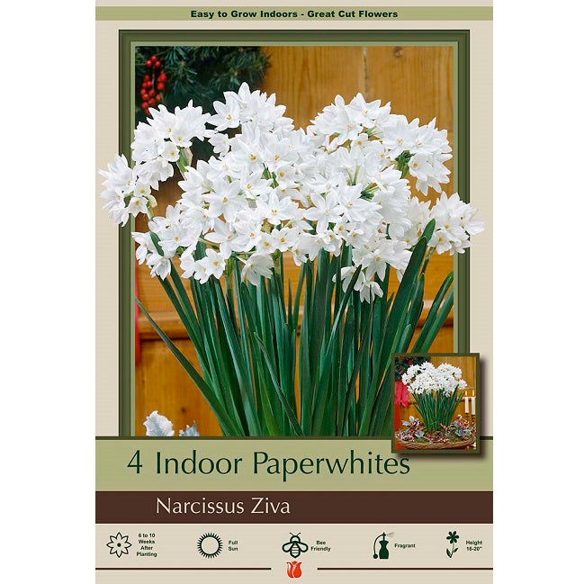 Indoor Paperwhite Bulbs, "Ziva" - Pack of 4