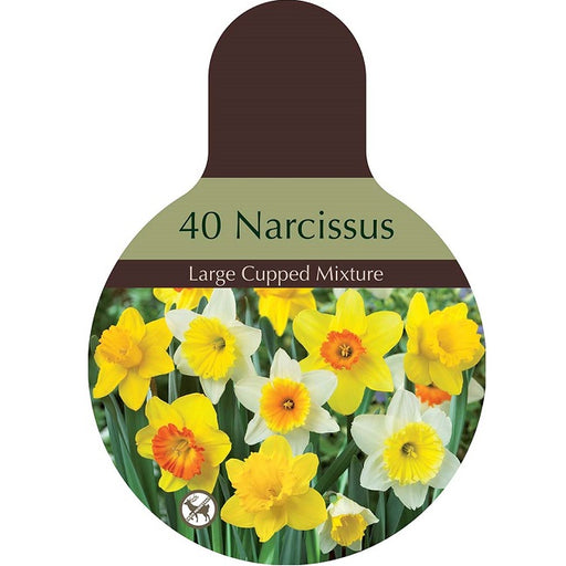 Narcissus Bulbs - Large Cupped Naturalizing Mixture, Pack of 40