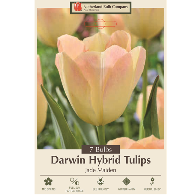 Tulip Bulbs -  Darwin Hybrid 'Jade Maiden', Pack of 7 Bulbs