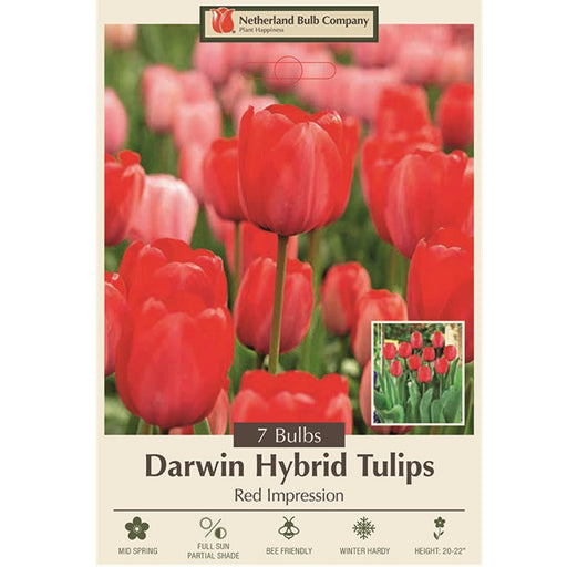 Tulip Bulbs-Red Impression, Pack of 7