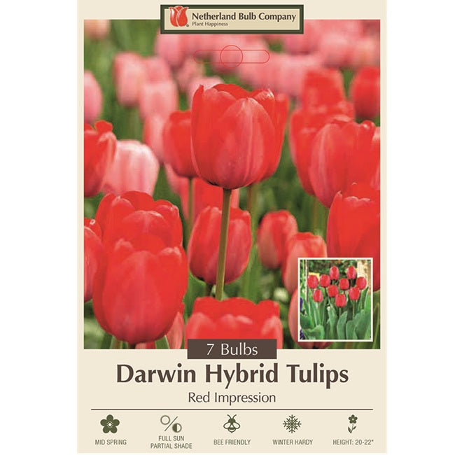 Tulip Bulbs-Red Impression, Pack of 7