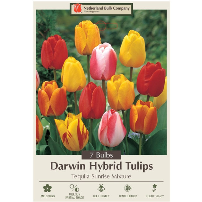 Tulip Bulbs Darwin Hybrid 'Tequila Sunrise Mixture', Pack of 7