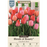 Tulip Bulbs - Darwin Hybrid 'Blush Mixture' - Pack of 12