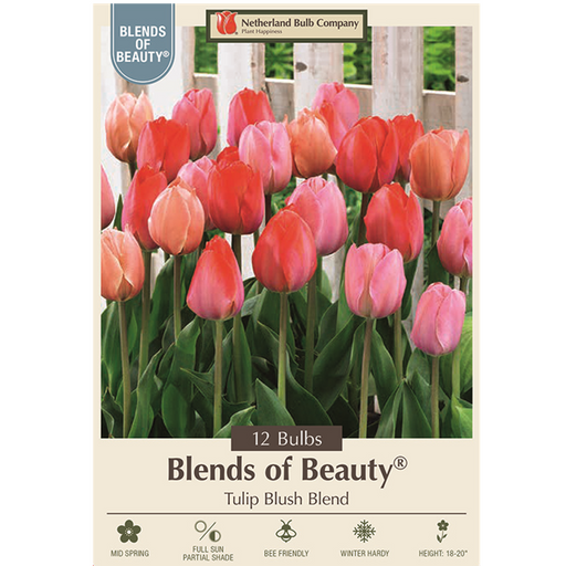 Tulip Bulbs - Darwin Hybrid 'Blush Mixture' - Pack of 12