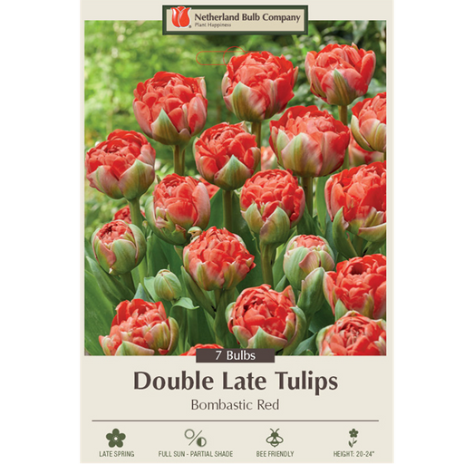Double Late Tulip Bulbs, "Bombastic Red" Pack of 7 Bulbs
