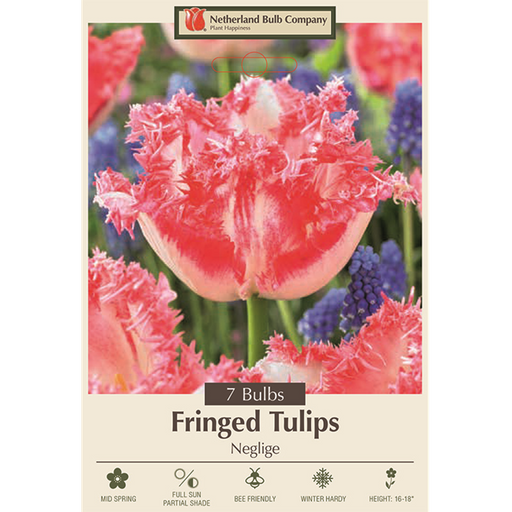 Tulip Bulbs, Tulipa Fringed 'Neglige' Pack of 7 Bulbs