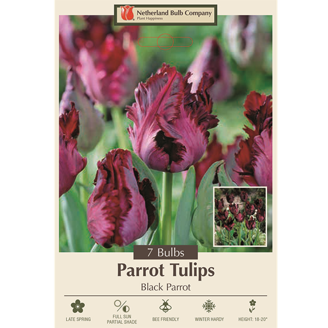 Tulip Bulbs, Tulipa Parrot 'Black Parrot' - Pack of 7 Bulbs