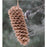 Mr. Bird Giant Pine Cone Bird Seed Treat