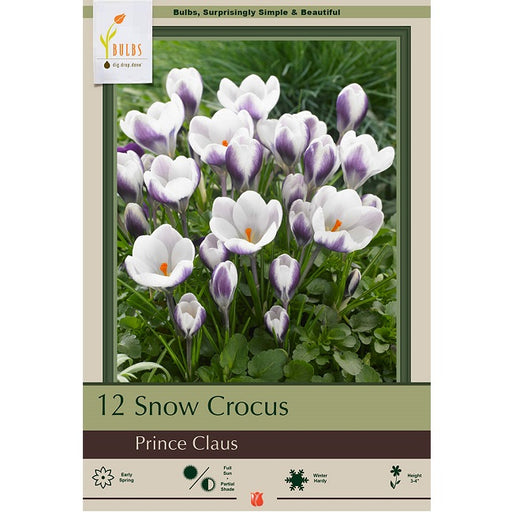 Snow Crocus - Prince Claus - Pack of 12 Corms