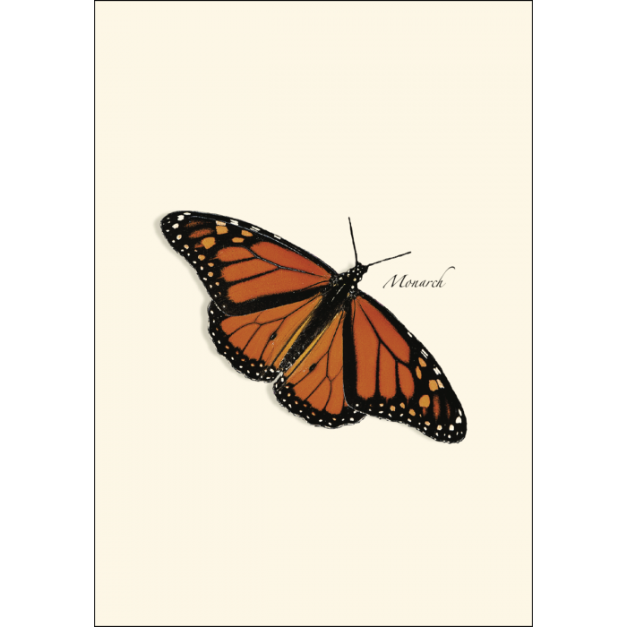 8-Piece Notecard Set: Butterfly Assortment
