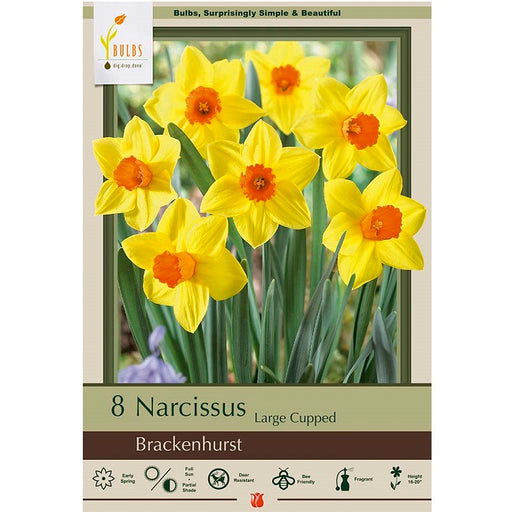 Narcissus Bulbs - "Brackenhurst" Large Cupped Daffodil, Pack of 8